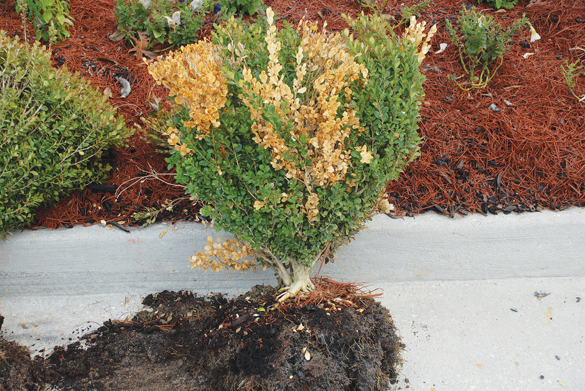 Bush turning yellow taken out of the ground